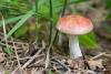 russula_07_t1_3.jpg