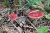 russula_07_t1_4.jpg