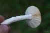 russula_07_t1_5.jpg