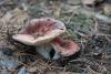 russula_07_t1_8.jpg