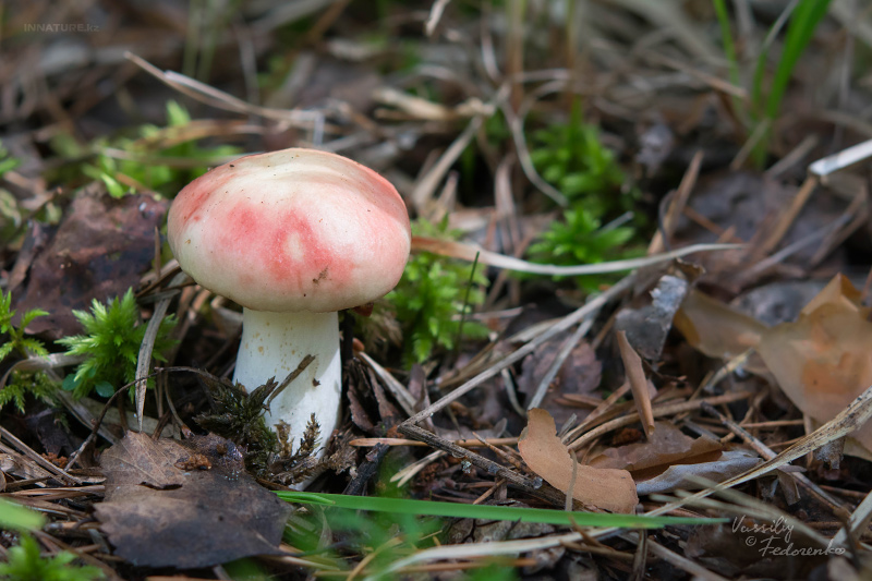 russula_08.jpg