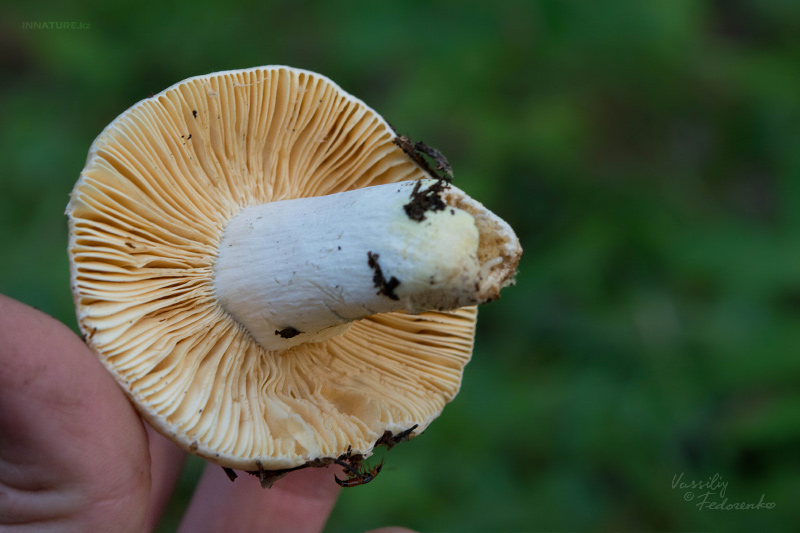 russula_08_1.jpg