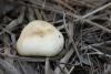 russula_08_2_t1.jpg