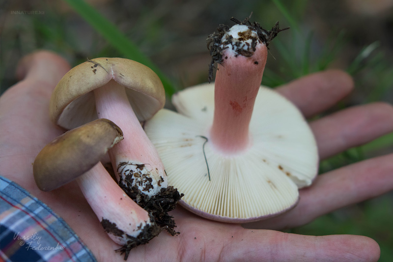 russula_08_3.jpg