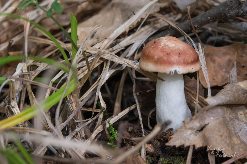 russula_08_4.jpg