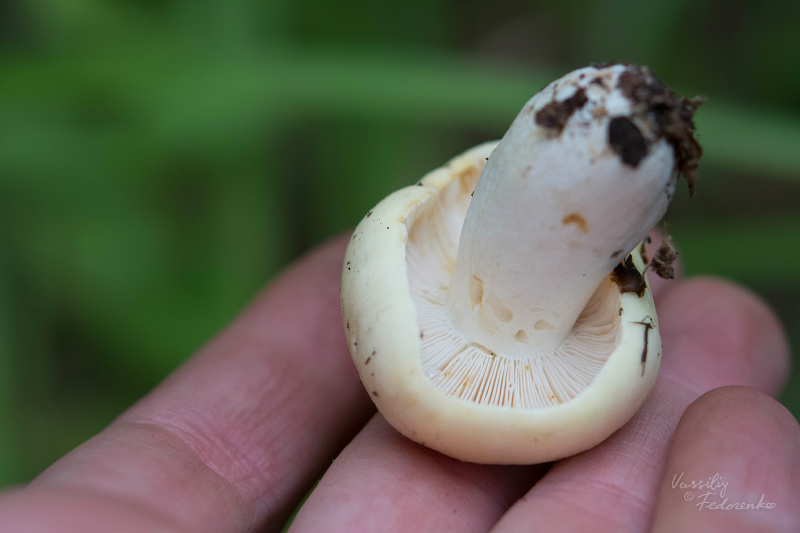 russula_08_9.jpg