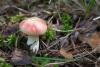 russula_08_t1.jpg