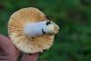 russula_08_t1_1.jpg