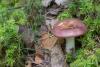 russula_08_t1_4.jpg