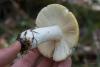 russula_08_t1_6.jpg