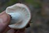 russula_08_t1_7.jpg