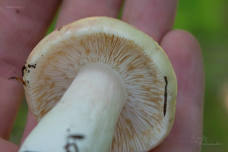 russula_09.jpg