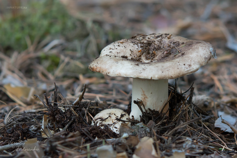 russula_09_1.jpg