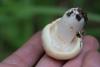 russula_09_2_t1.jpg