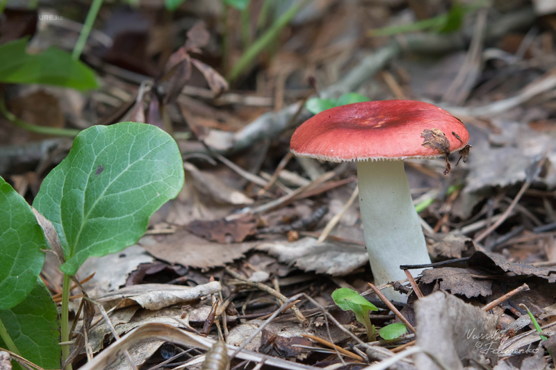 russula_09_3.jpg