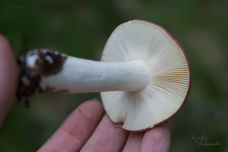 russula_09_4.jpg