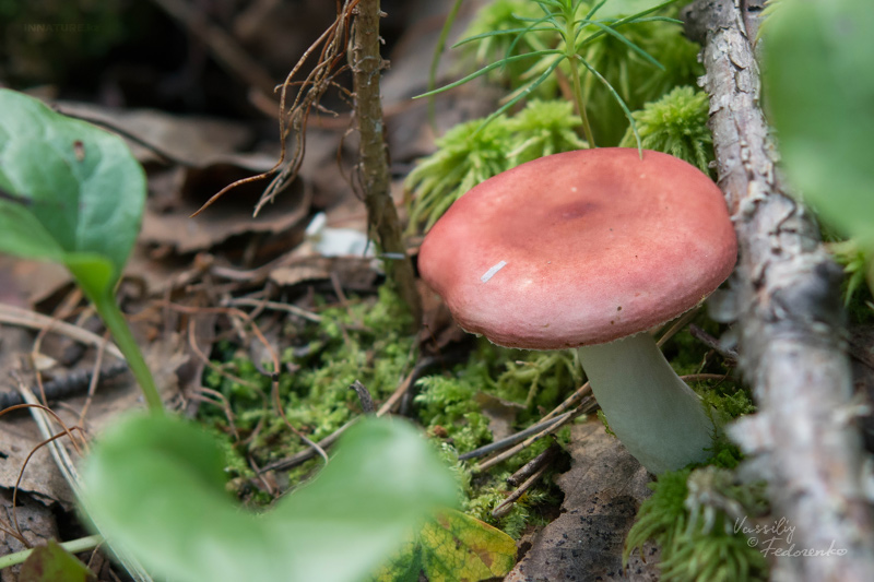 russula_09_5.jpg