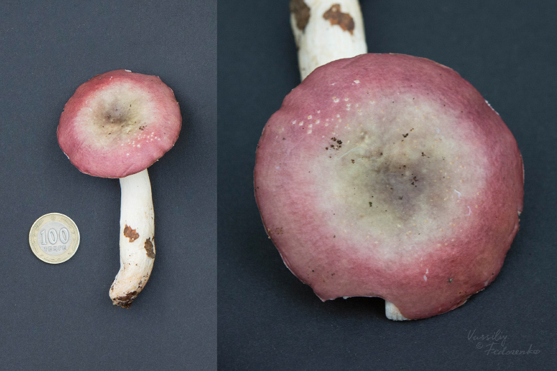 russula_09_8.jpg