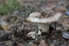 russula_09_t1_1.jpg