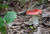 russula_09_t1_2.jpg