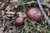 russula_09_t1_5.jpg