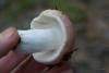 russula_09_t1_6.jpg