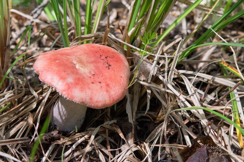 russula_10.jpg