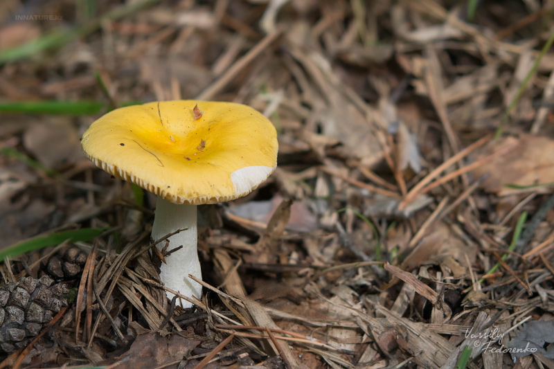 russula_10_2.jpg