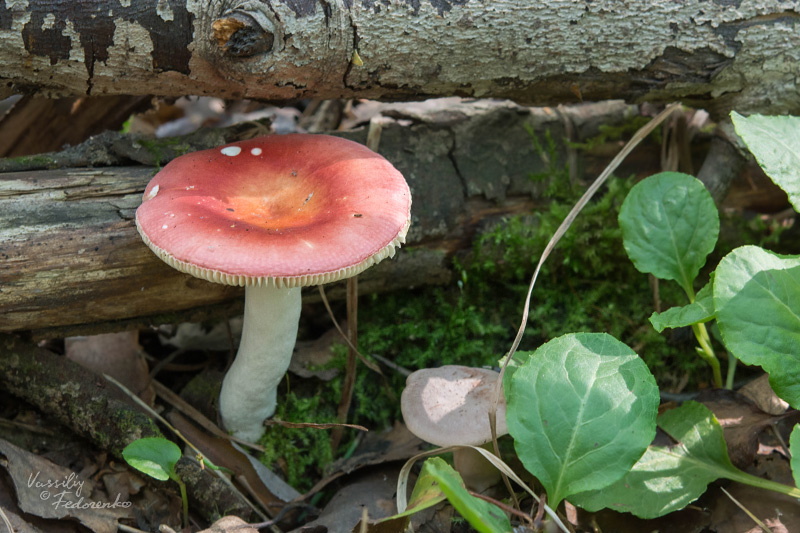 russula_10_4.jpg