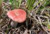 russula_10_t1.jpg