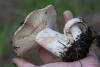 russula_10_t1_1.jpg