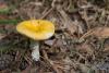 russula_10_t1_2.jpg