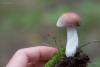 russula_10_t1_3.jpg