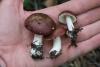 russula_10_t1_5.jpg