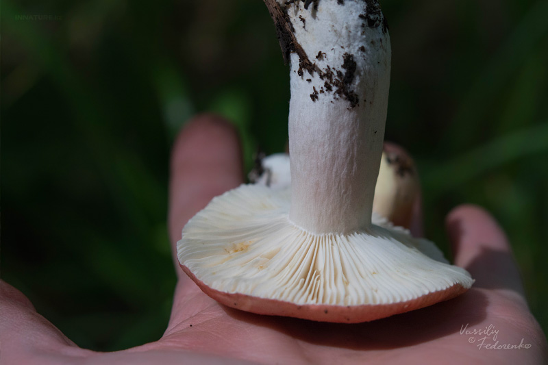 russula_11.jpg