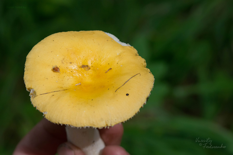 russula_11_1.jpg