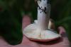 russula_11_t1.jpg