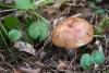 russula_11_t1_2.jpg