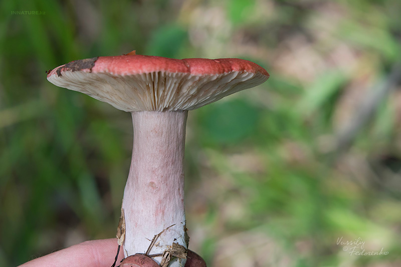 russula_12.jpg