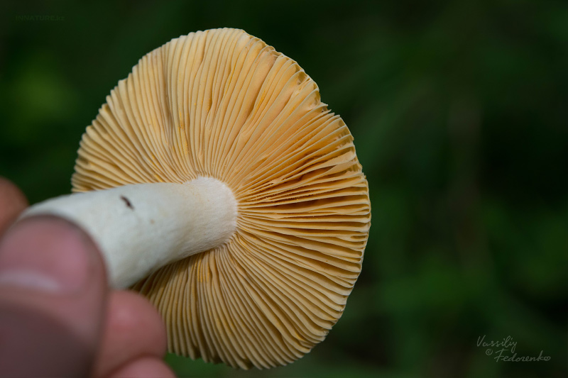 russula_12_1.jpg