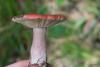 russula_12_t1.jpg