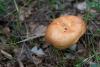 russula_12_t1_2.jpg