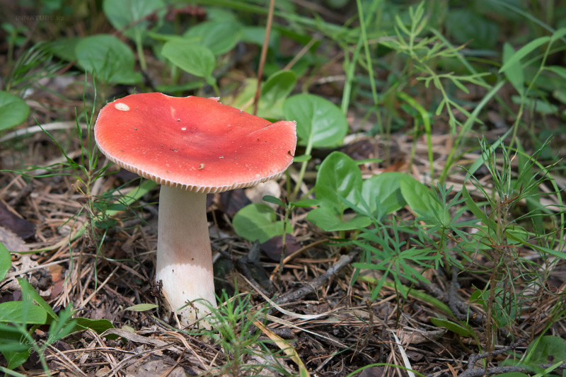 russula_13.jpg