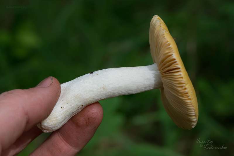 russula_13_1.jpg