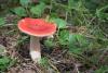 russula_13_t1.jpg