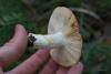 russula_13_t1_2.jpg