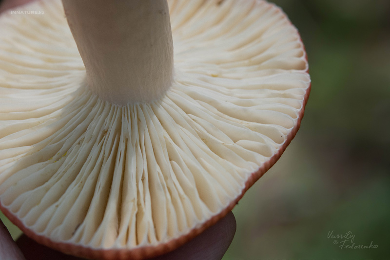 russula_14.jpg