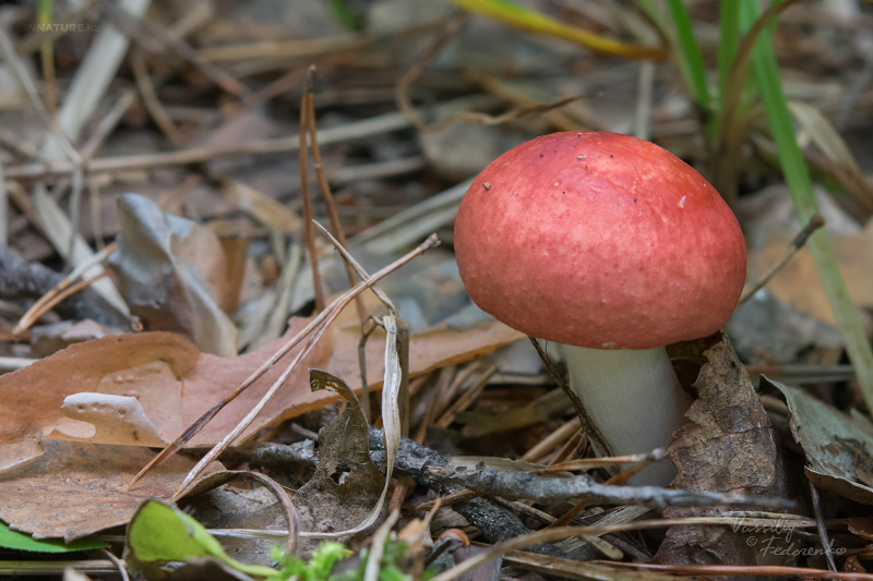 russula_14_1.jpg