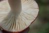 russula_14_t1.jpg