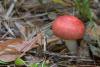 russula_14_t1_1.jpg